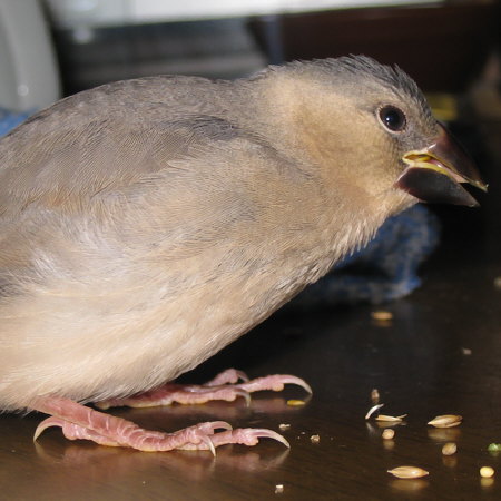 ひとりエサ移行中の文鳥ヒナ（トミ）