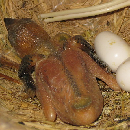 孵化11日目の文鳥ヒナ