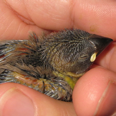 孵化18日目の文鳥ヒナ（トミ）3