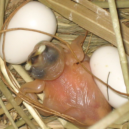 ４日目夜の「テン」