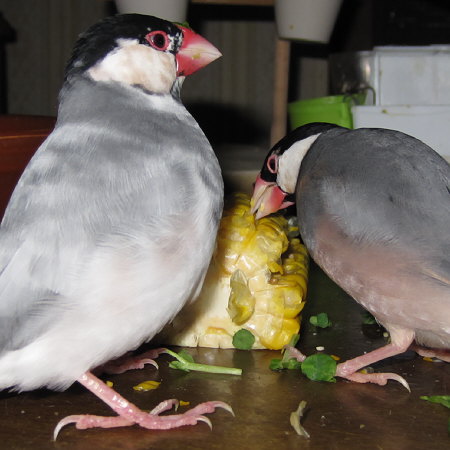 トウモロコシを食べる文鳥（アト・トミ）