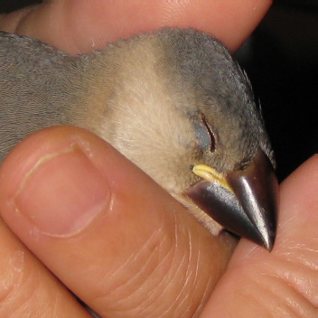 手の中で熟睡する文鳥ヒナ（マナツ）