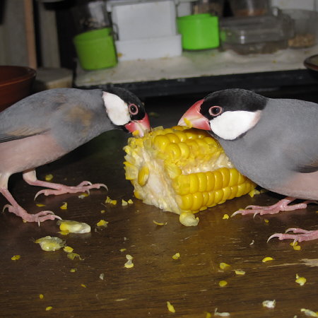 トウモロコシを食べる文鳥たち（トミ・クリ）