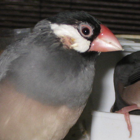 耳に問題がありそうな文鳥（カナ）