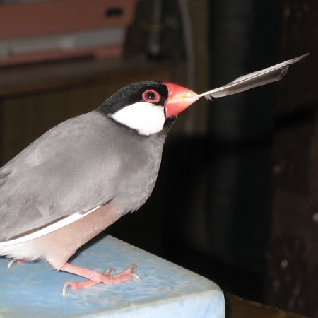 羽を巣材にする文鳥（キュー）