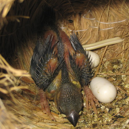 孵化15日目の文鳥ヒナ