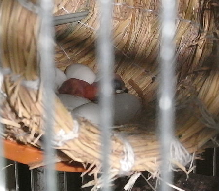 孵化したての文鳥のヒナ