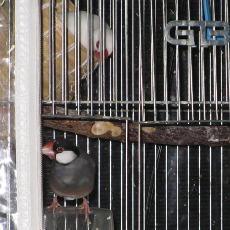 白文鳥シンさんのカゴで盗み食う桜文鳥タネ