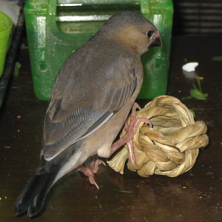 孵化38日目の文鳥ヒナ（マナツ）