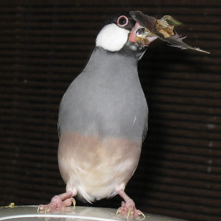 巣に「おみやげ」を持っていこうとする文鳥（エコ）