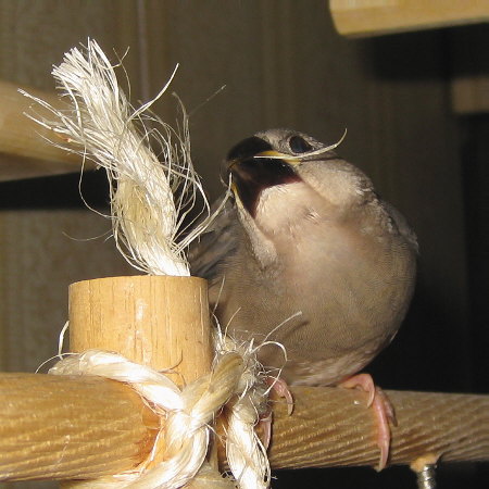 孵化29日目の文鳥ヒナ（マナツ）