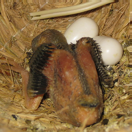 孵化13日目の文鳥ヒナ