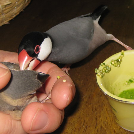 先輩文鳥の愛のムチ？（トミ・マナツ）