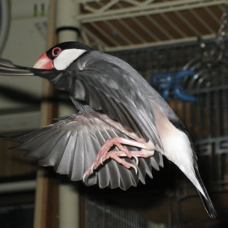 ホバリングする文鳥（ノコリ）