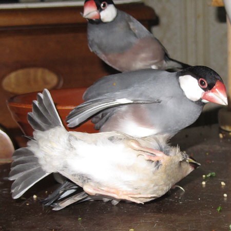 ご先祖文鳥と子孫文鳥（ハル・ニチィ）