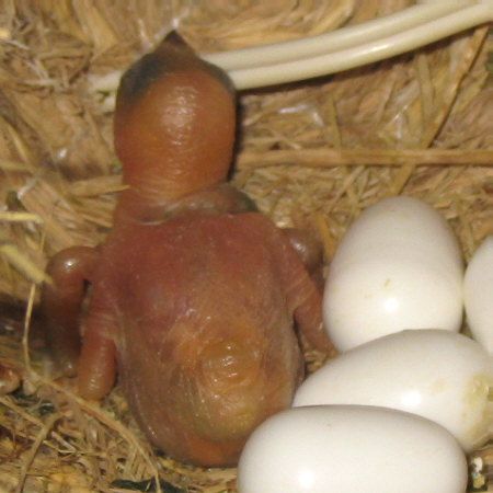 孵化６日目の文鳥ヒナ