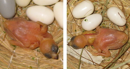 孵化5日目の文鳥の朝と夜の姿