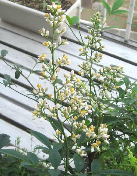 白南天（シロナンテン）の花