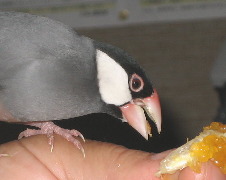 ミカンに舌鼓をうつカナ