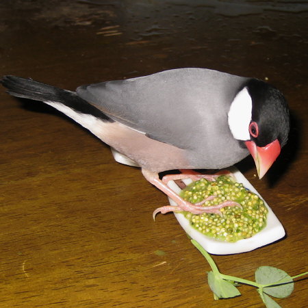 湯漬けエサを押さえつける文鳥（マナツ）