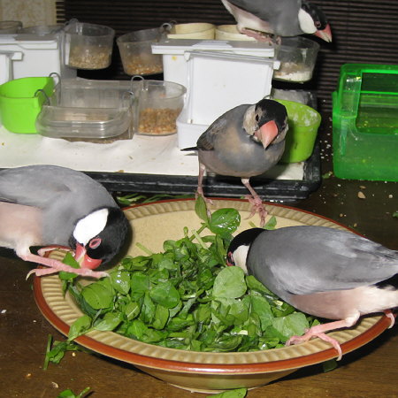 豆苗を食べる文鳥たち