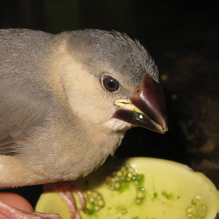 ひとりエサ間近の文鳥ヒナ（クリ）