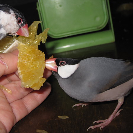 晩柑を食べる文鳥（アト・クリ）