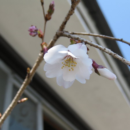 枝垂れ富士桜の開花