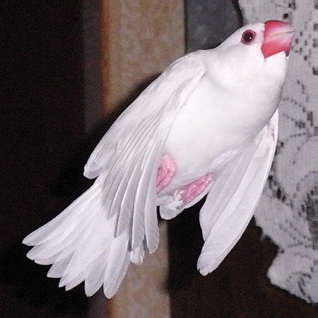 飛ぶ白文鳥