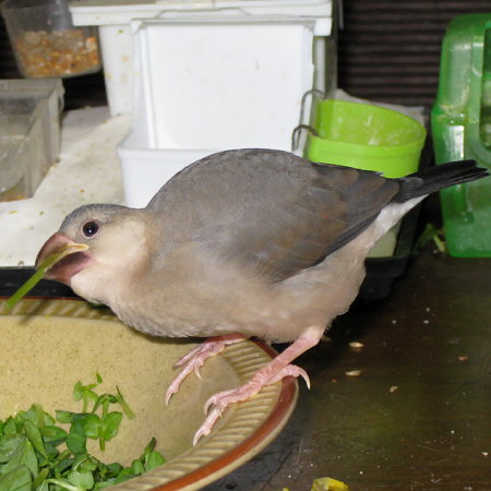 孵化41日目の文鳥ヒナ（マナツ）