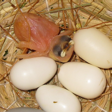 孵化2日目の文鳥ヒナ