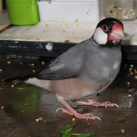 テーブル上の文鳥（タネ）