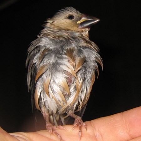 水浴び後のヒナ文鳥（トミ）