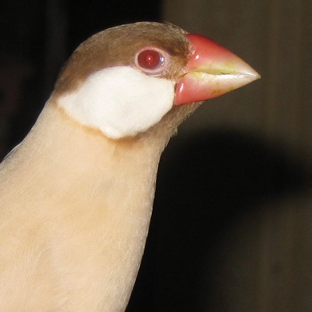 シナモン文鳥の横顔（ニッキ）