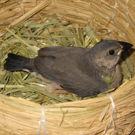 孵化24日目の文鳥ヒナ（マナツ）