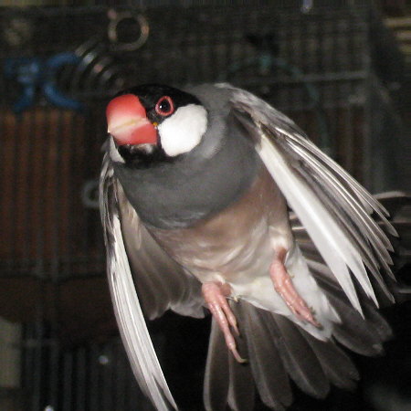 目をつり上げて飛ぶ文鳥（キュー）